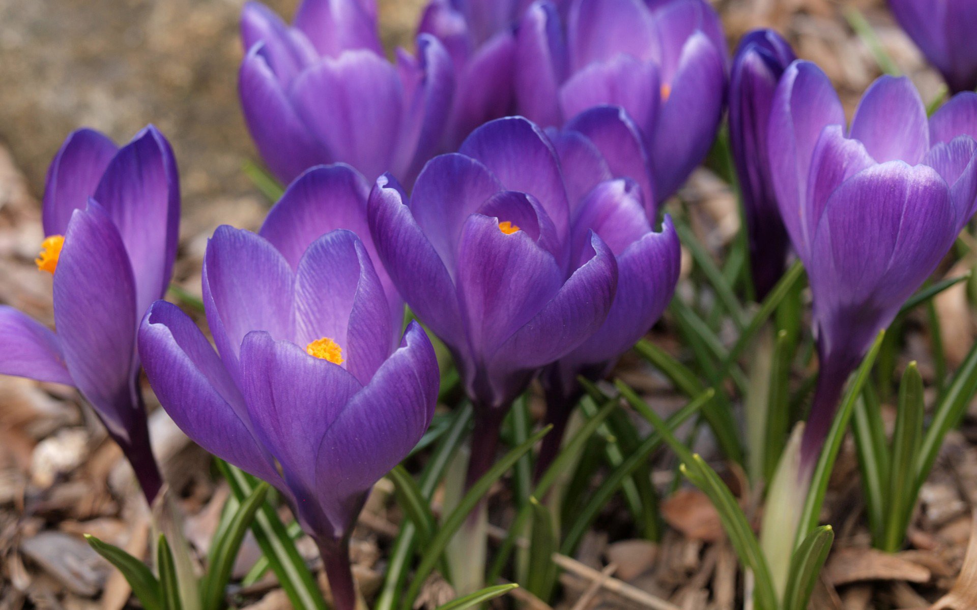 小清新,娇艳欲滴,花朵