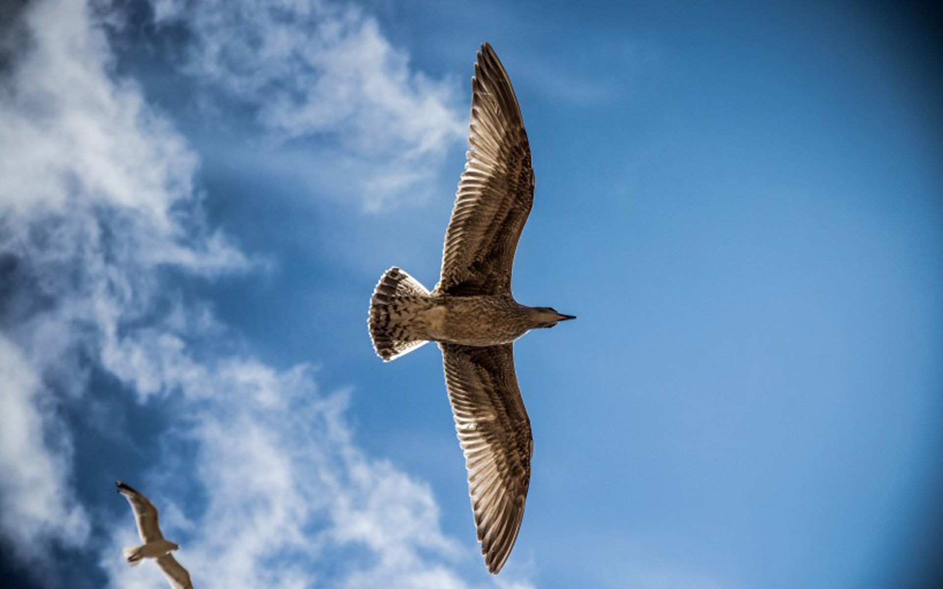 萌宠动物,小鸟天地,飒爽