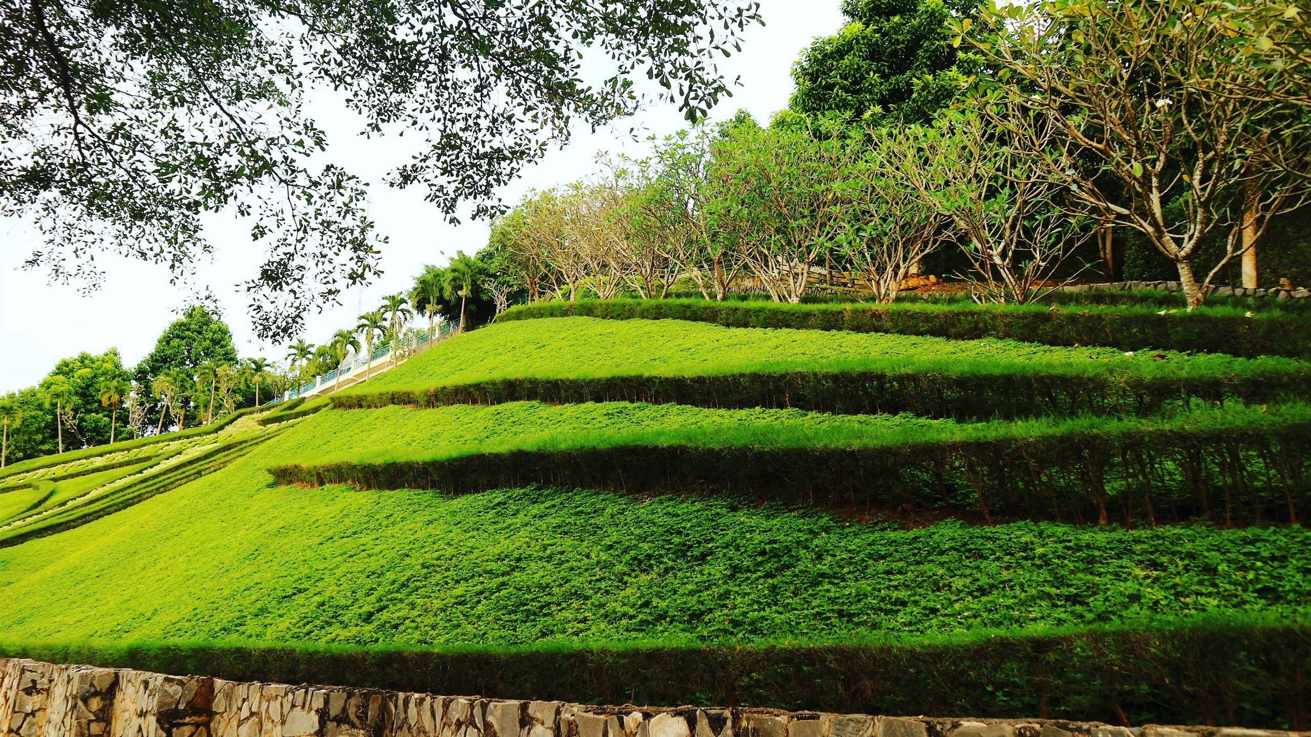 风景,自然风光,草地