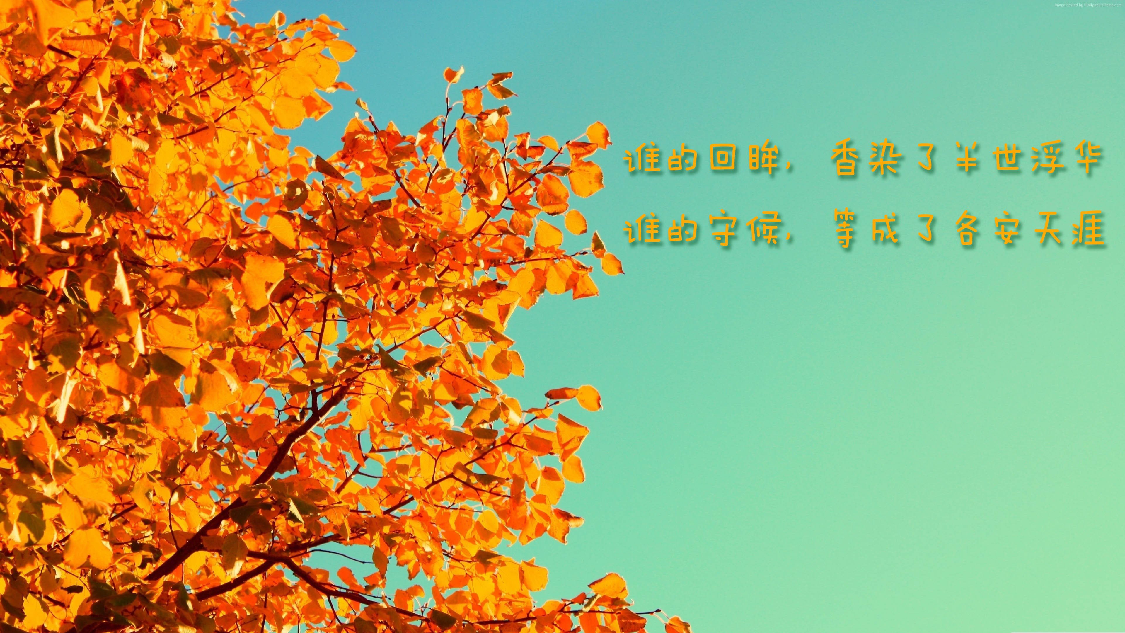 文字,4k,秋天,落叶,伤感