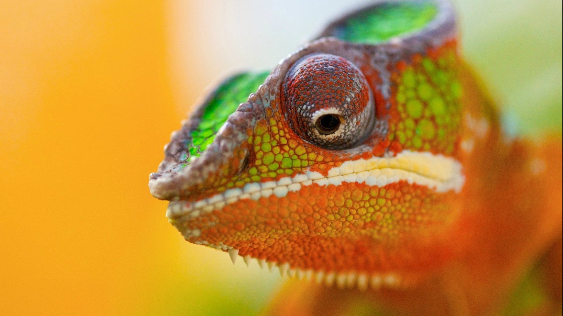 动物,萌宠,变色龙,蜥蜴