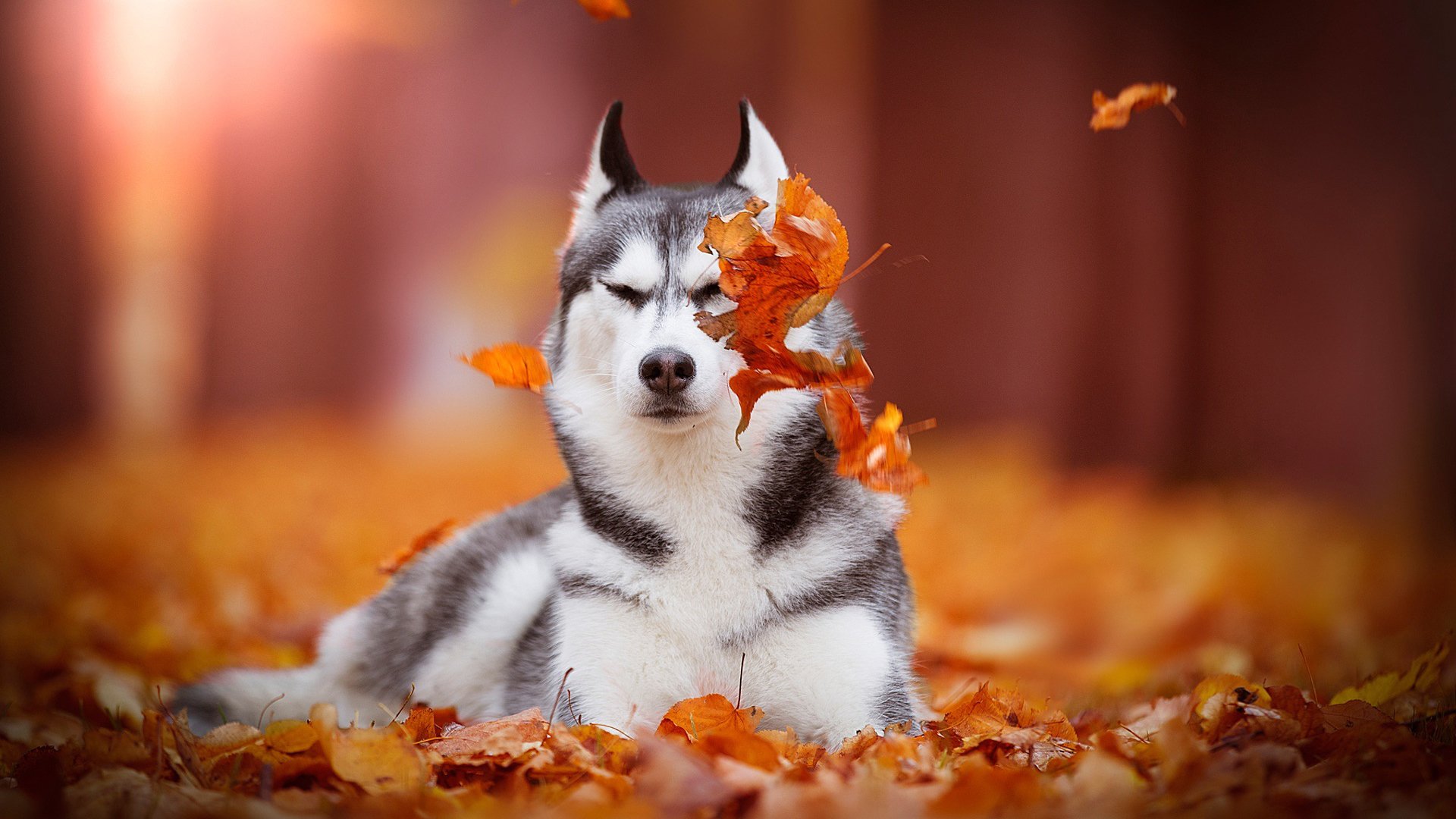 萌宠动物,汪星人