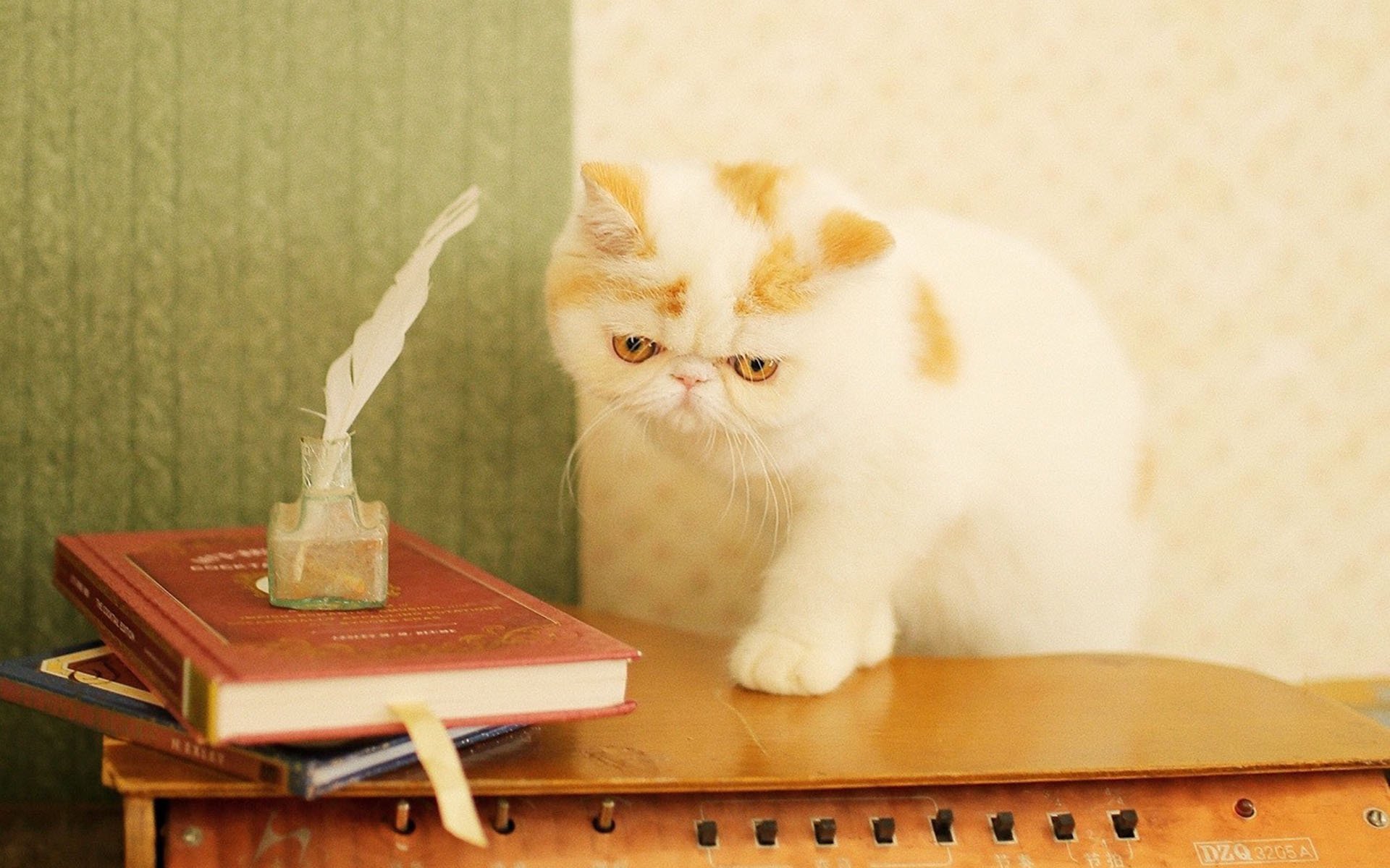 萌宠,动物,喵星人,猫