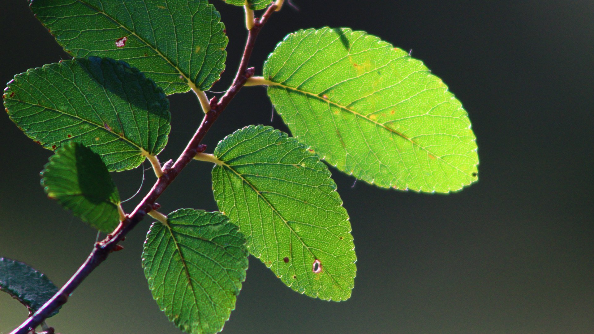 小清新,清新淡雅,绿叶,树叶