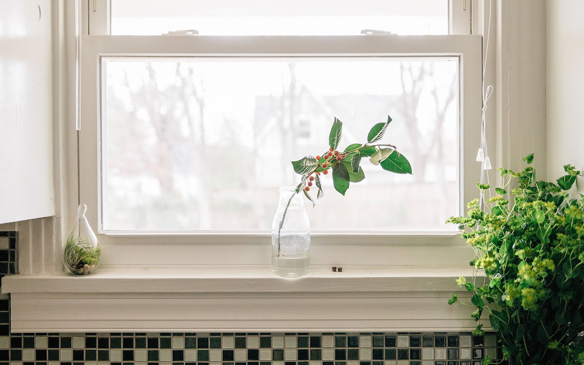 小清晰,家居,植物,绿色