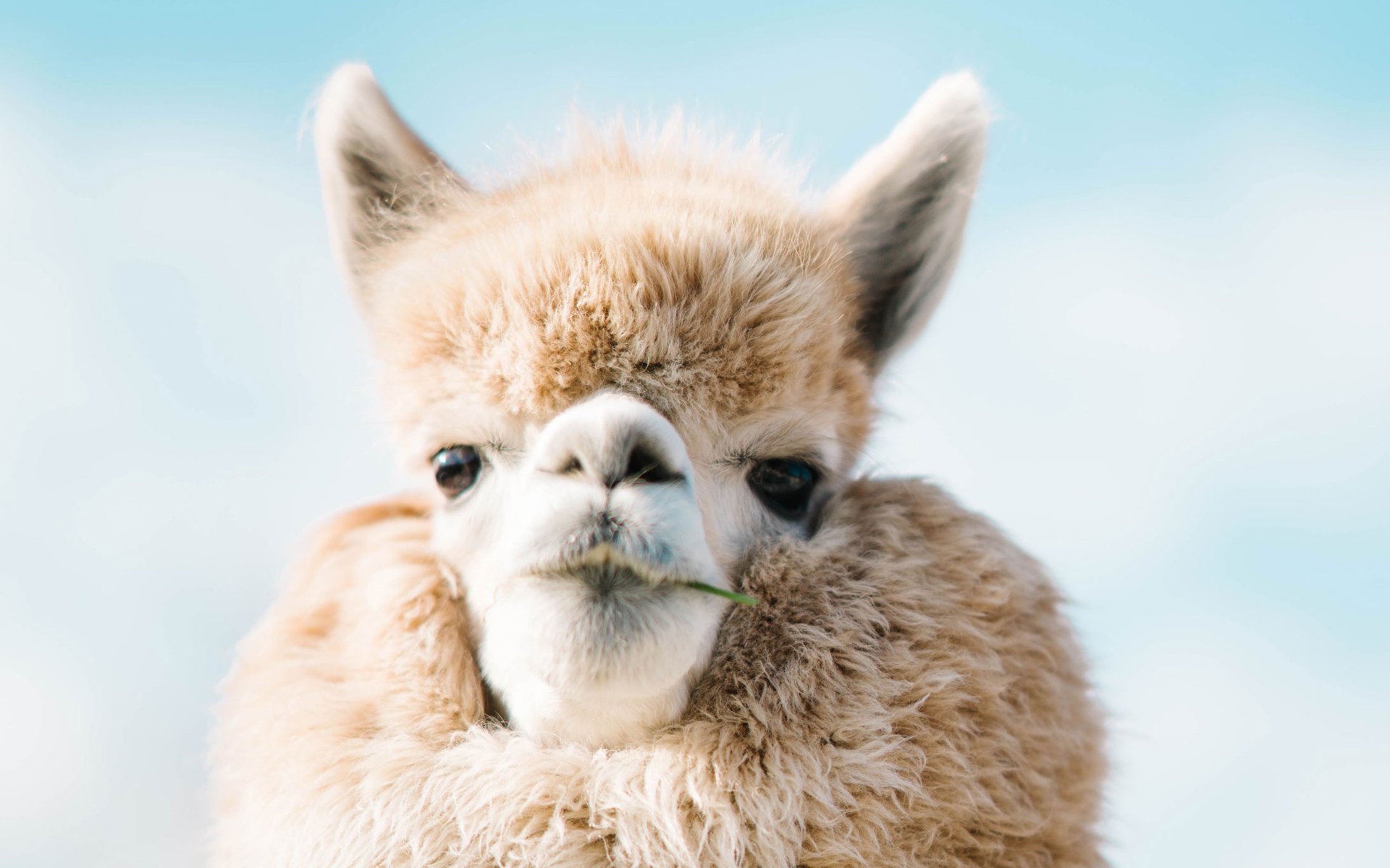 动物,野生动物,羊驼,草泥马