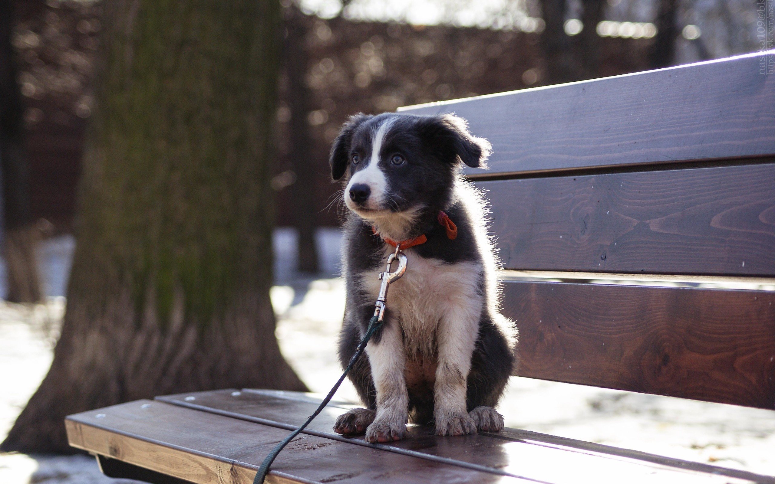 动物,萌宠,狗,汪星人