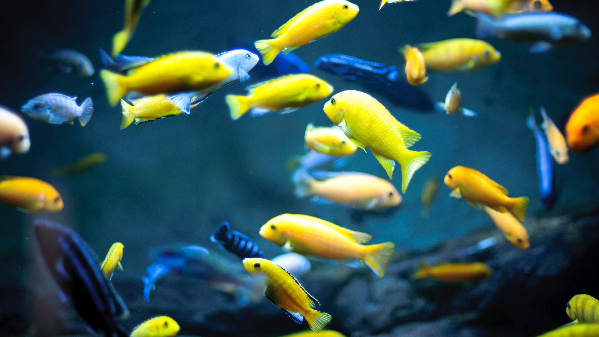 萌宠动物,海底世界,清新