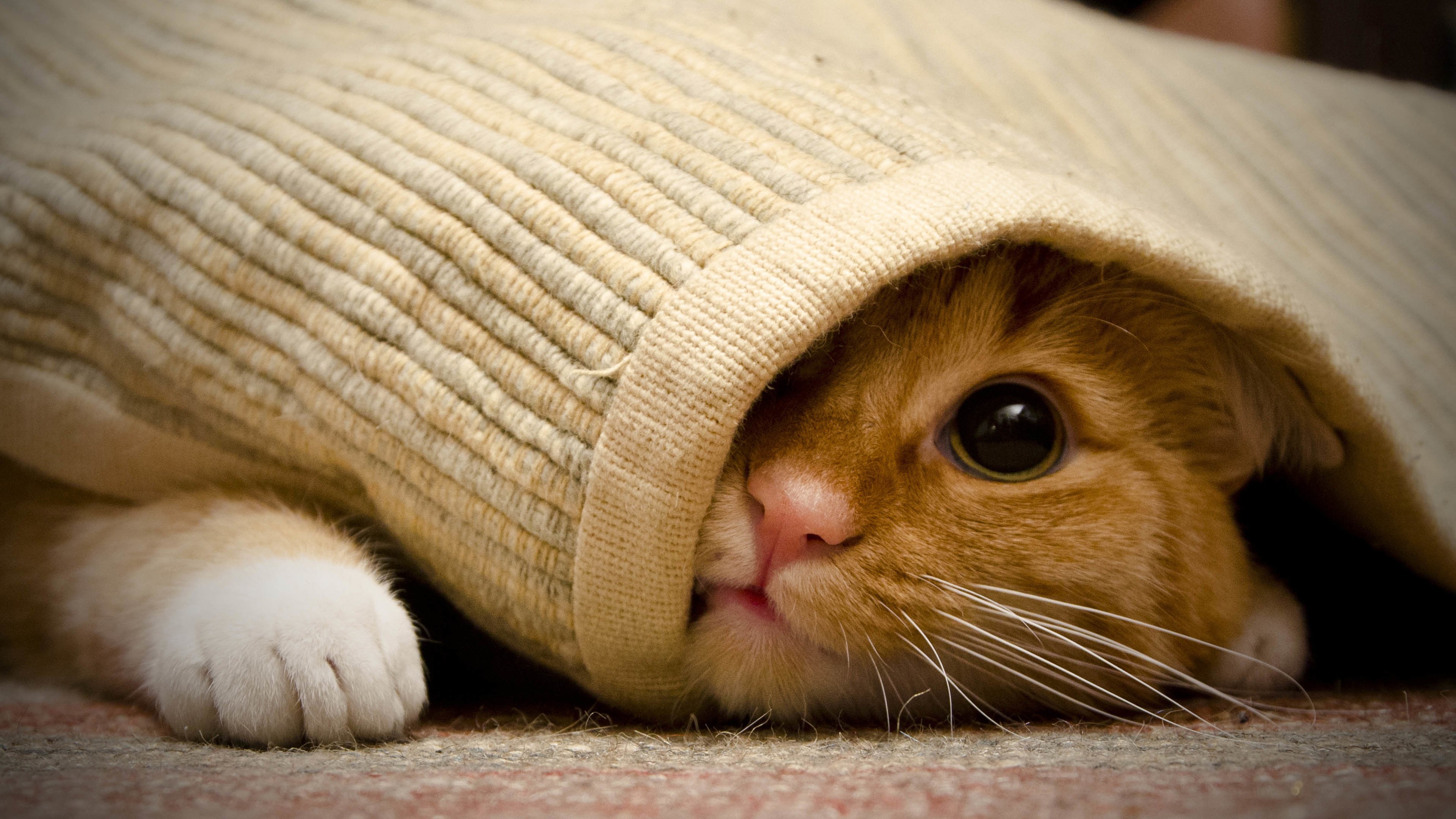 4K,动物,喵星人,猫