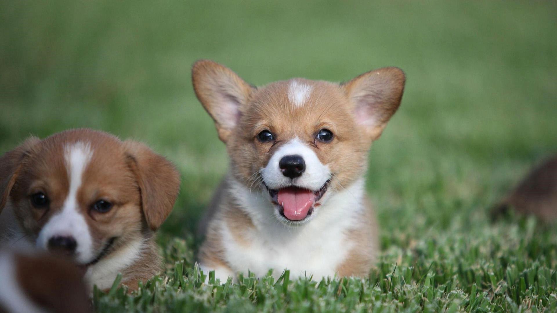 萌宠动物,汪星人,软萌