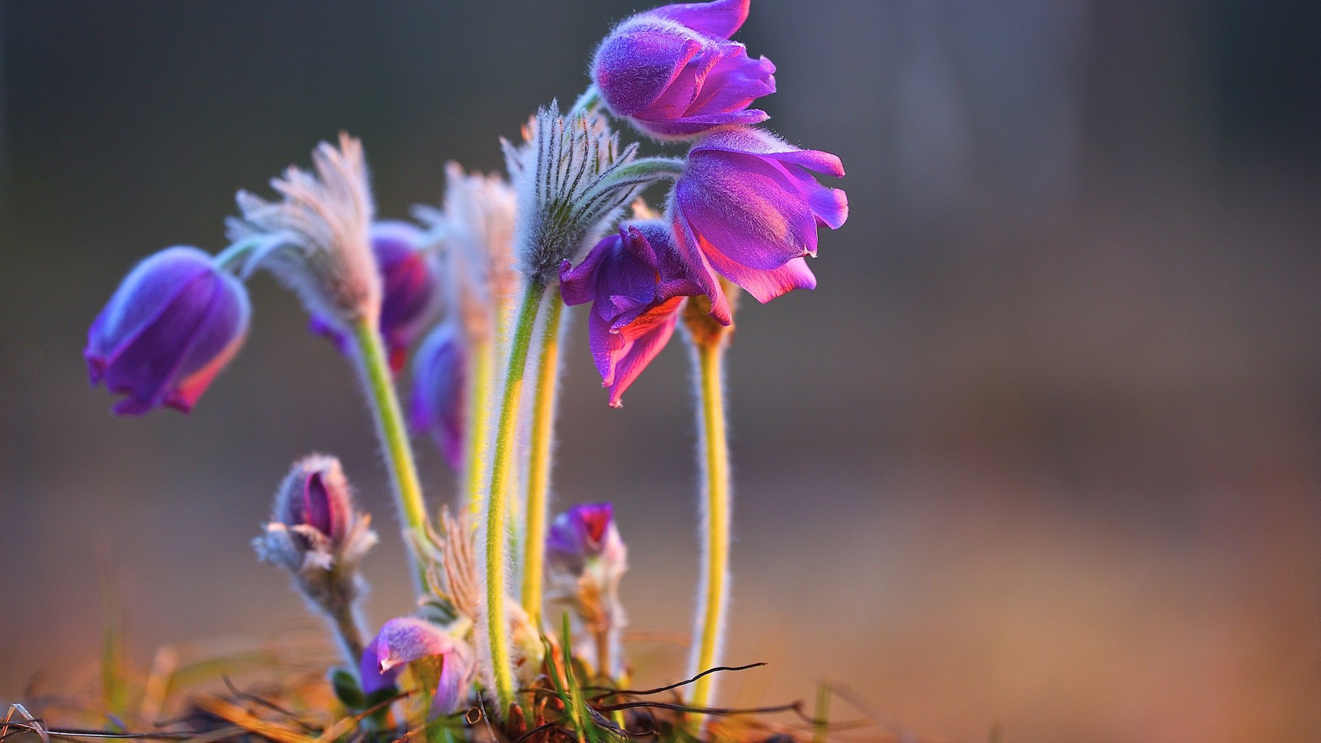 小清新,娇艳欲滴