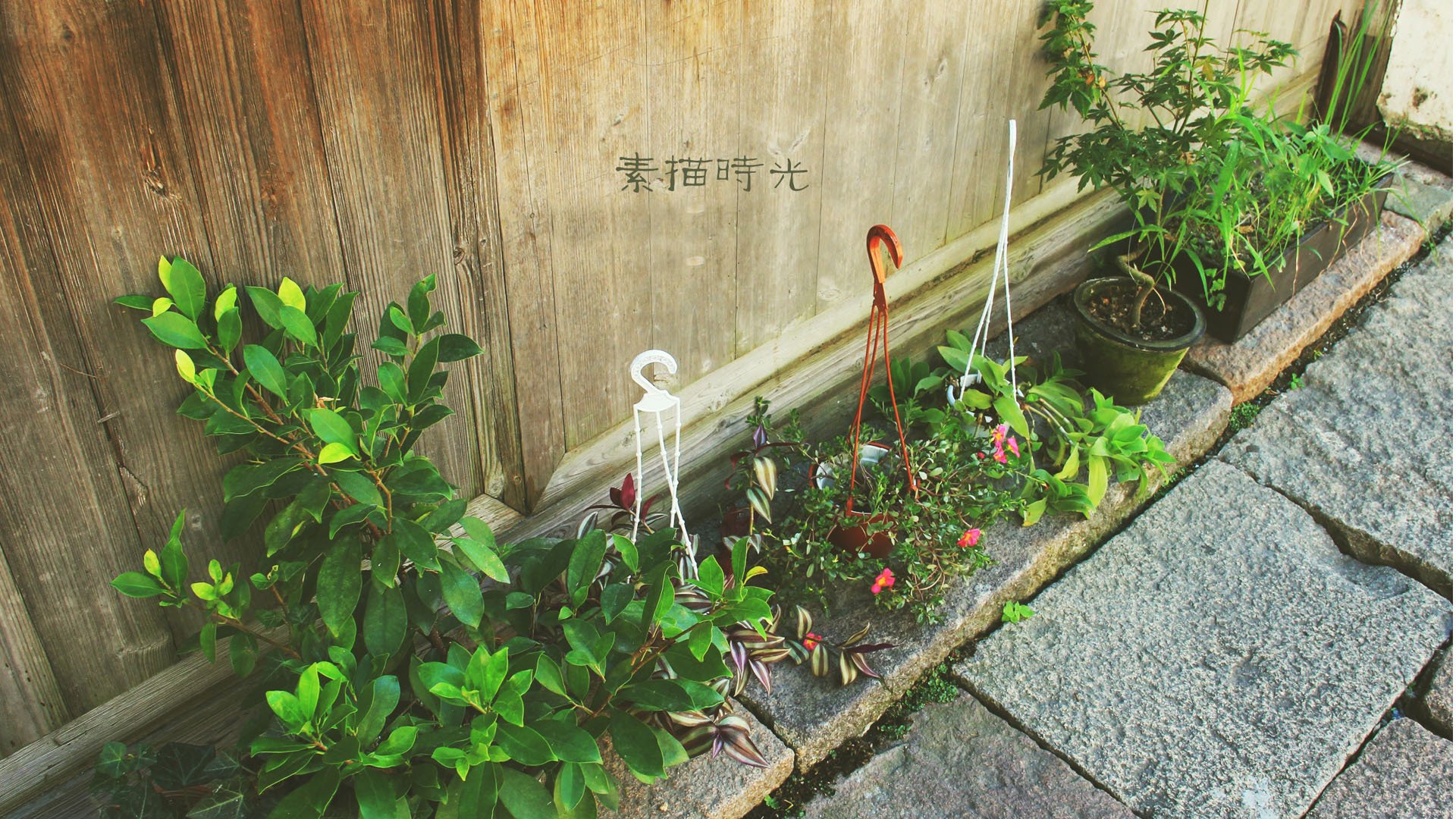 文字,植物,素描,时光