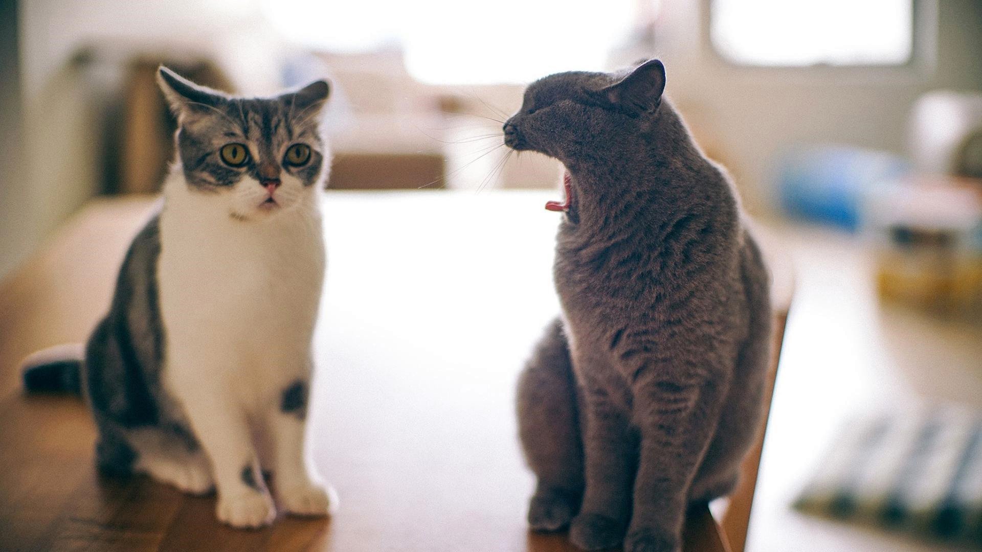 萌宠动物,喵星人