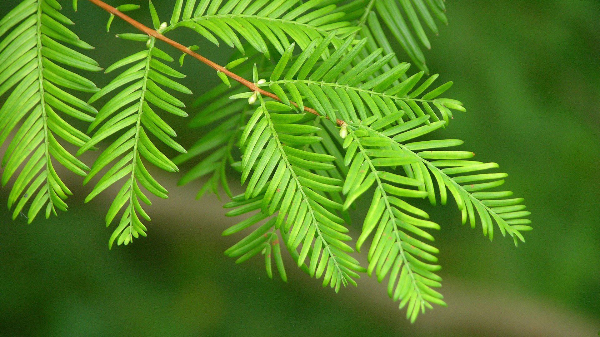小清新,绿色,护眼壁纸