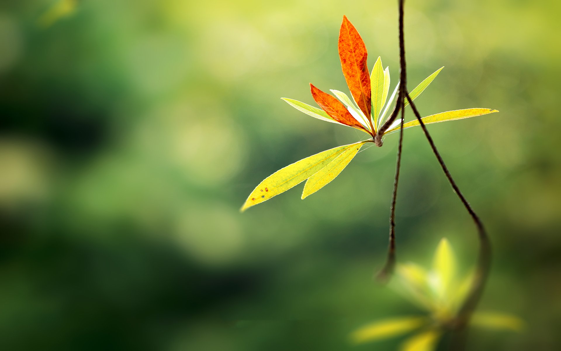 小清新,清新淡雅