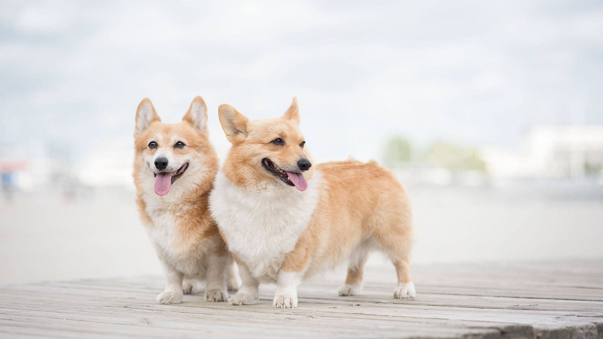 萌宠,动物,汪星人,狗,dog,柯基,小短腿