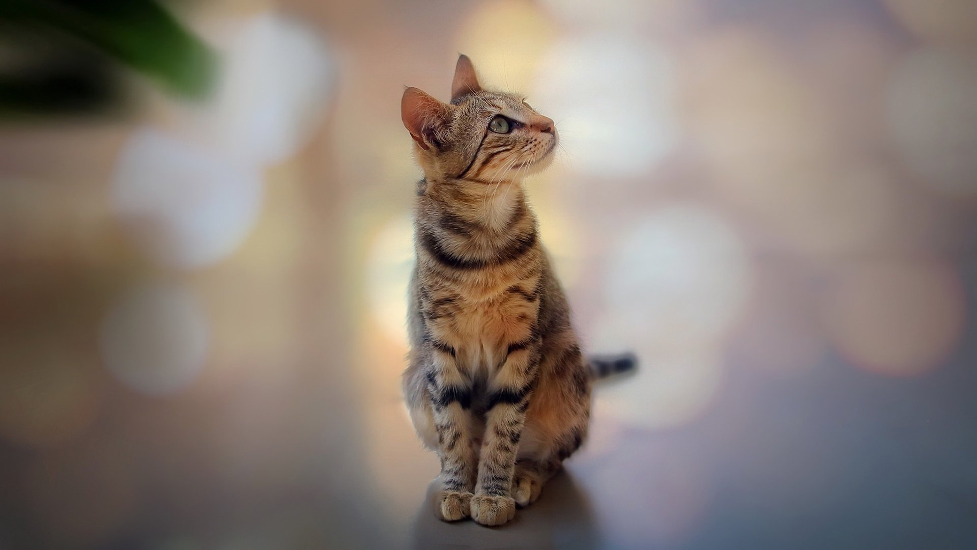 萌宠动物,喵星人,优雅