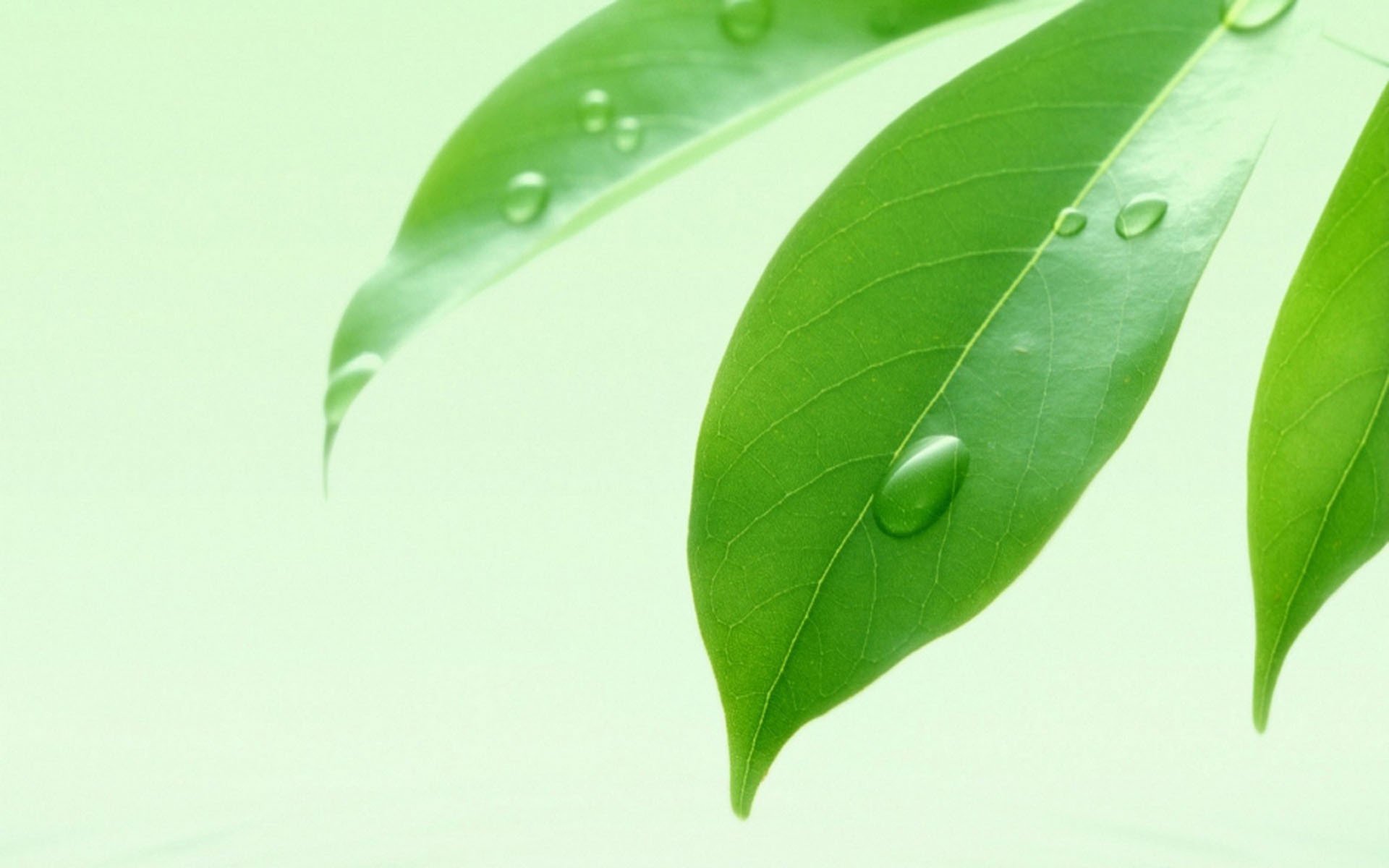 小清新,护眼壁纸