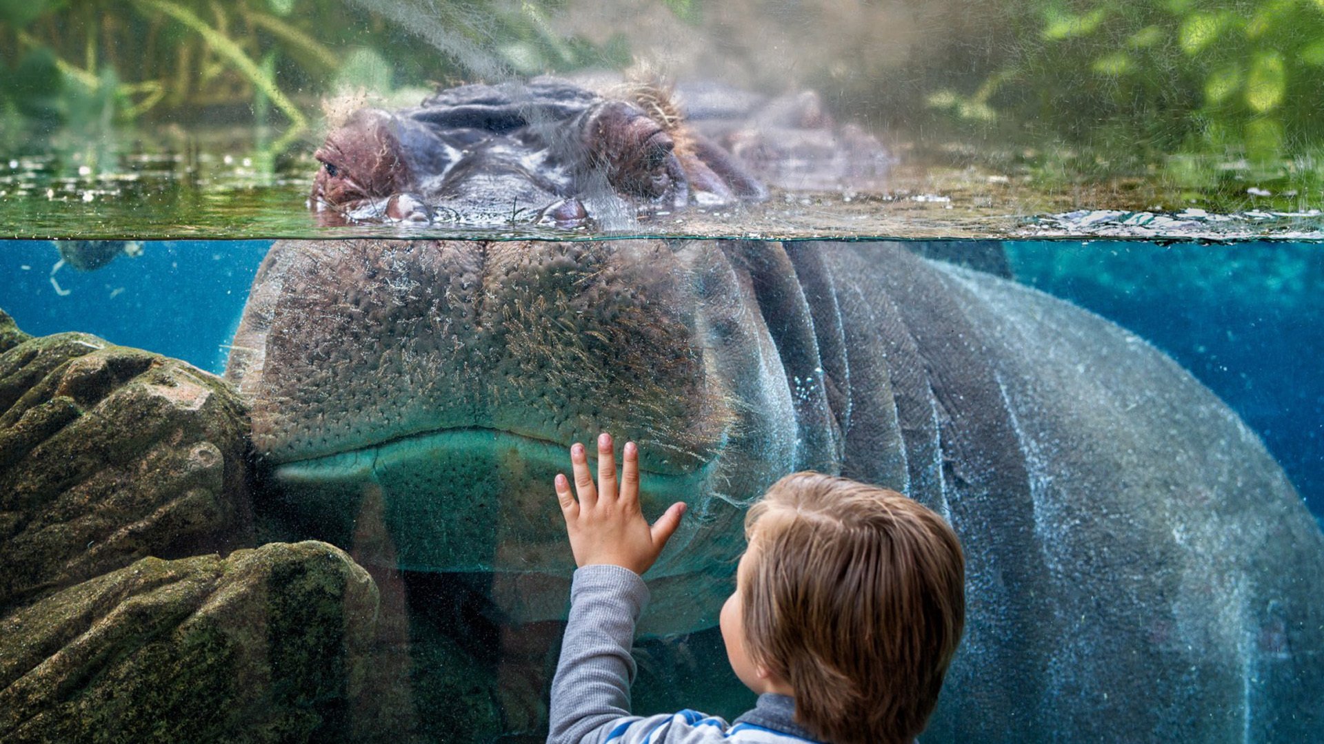 动物,河马,动物园