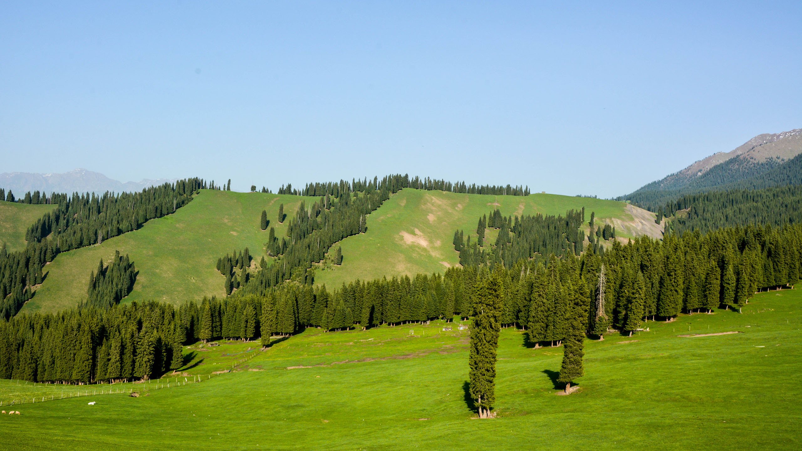 风景,自然风光,草地,草原,新疆科克尔斯陶牧区