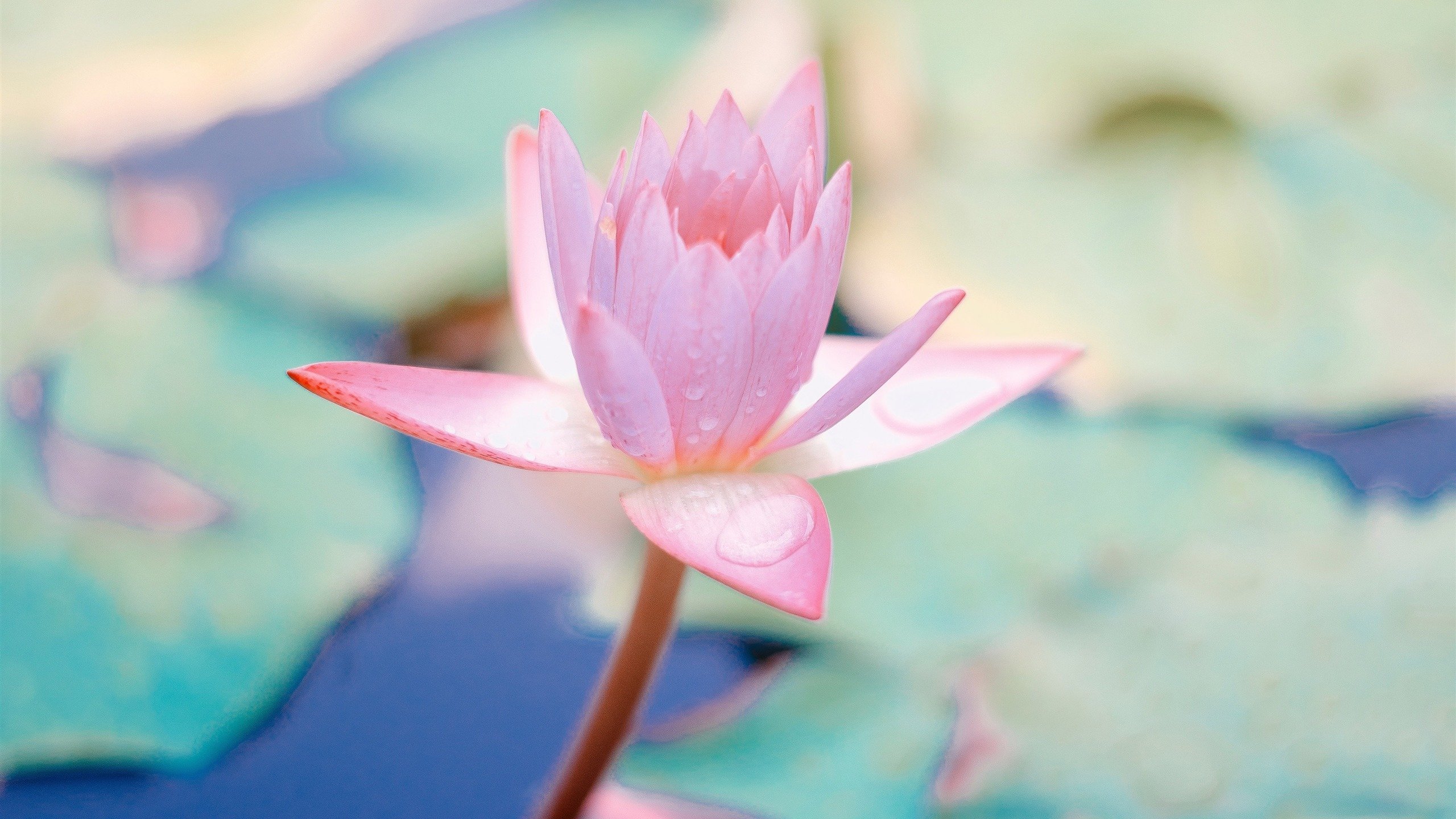 小清新,清新淡雅,荷花