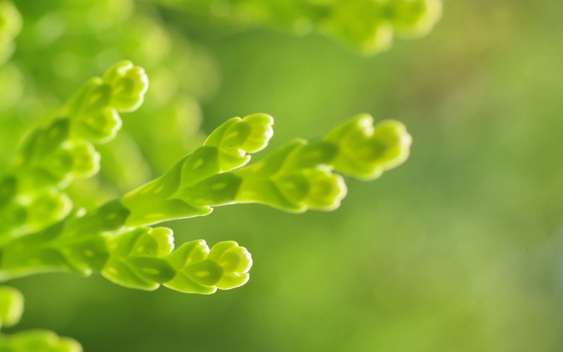 小清新,护眼壁纸