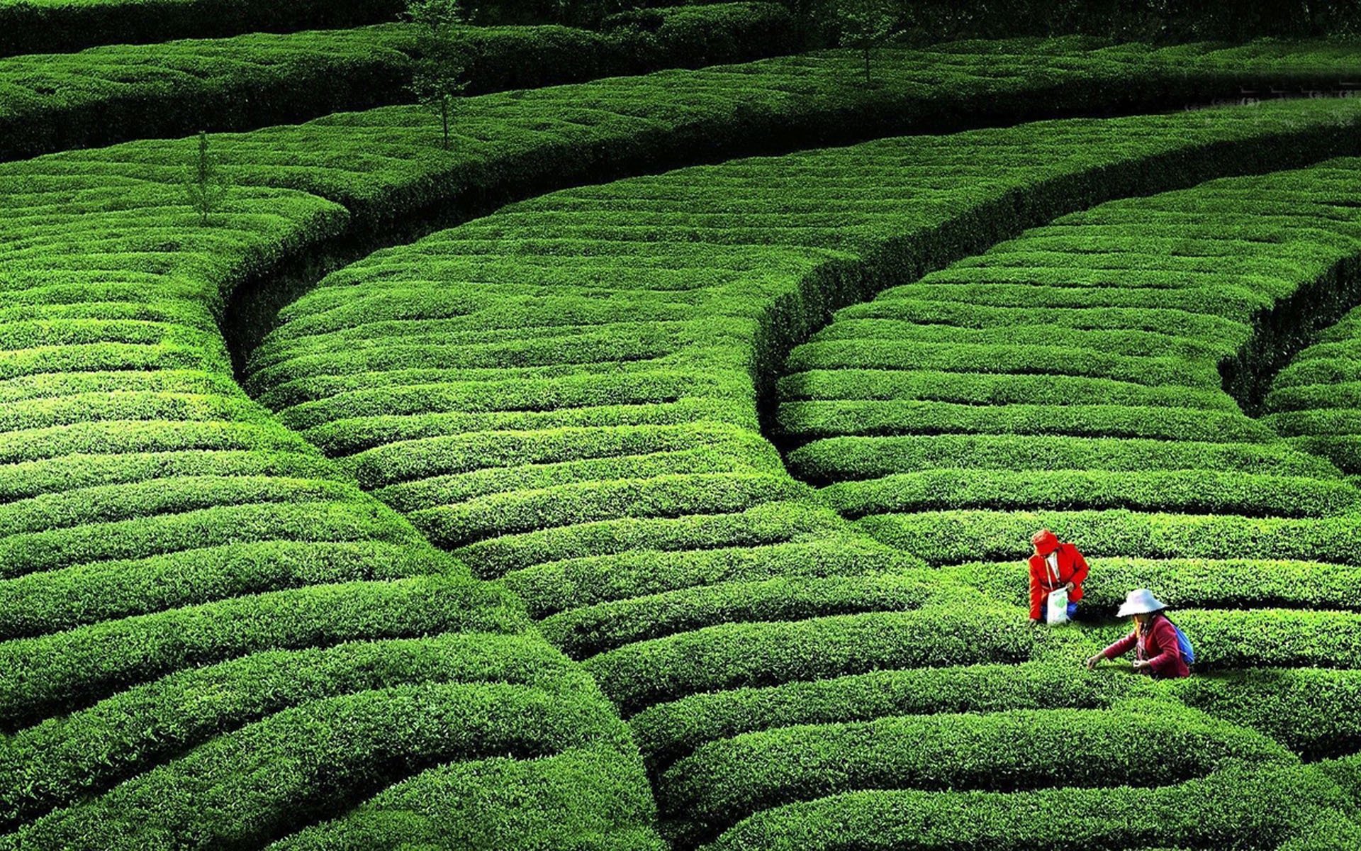 小清新,护眼壁纸