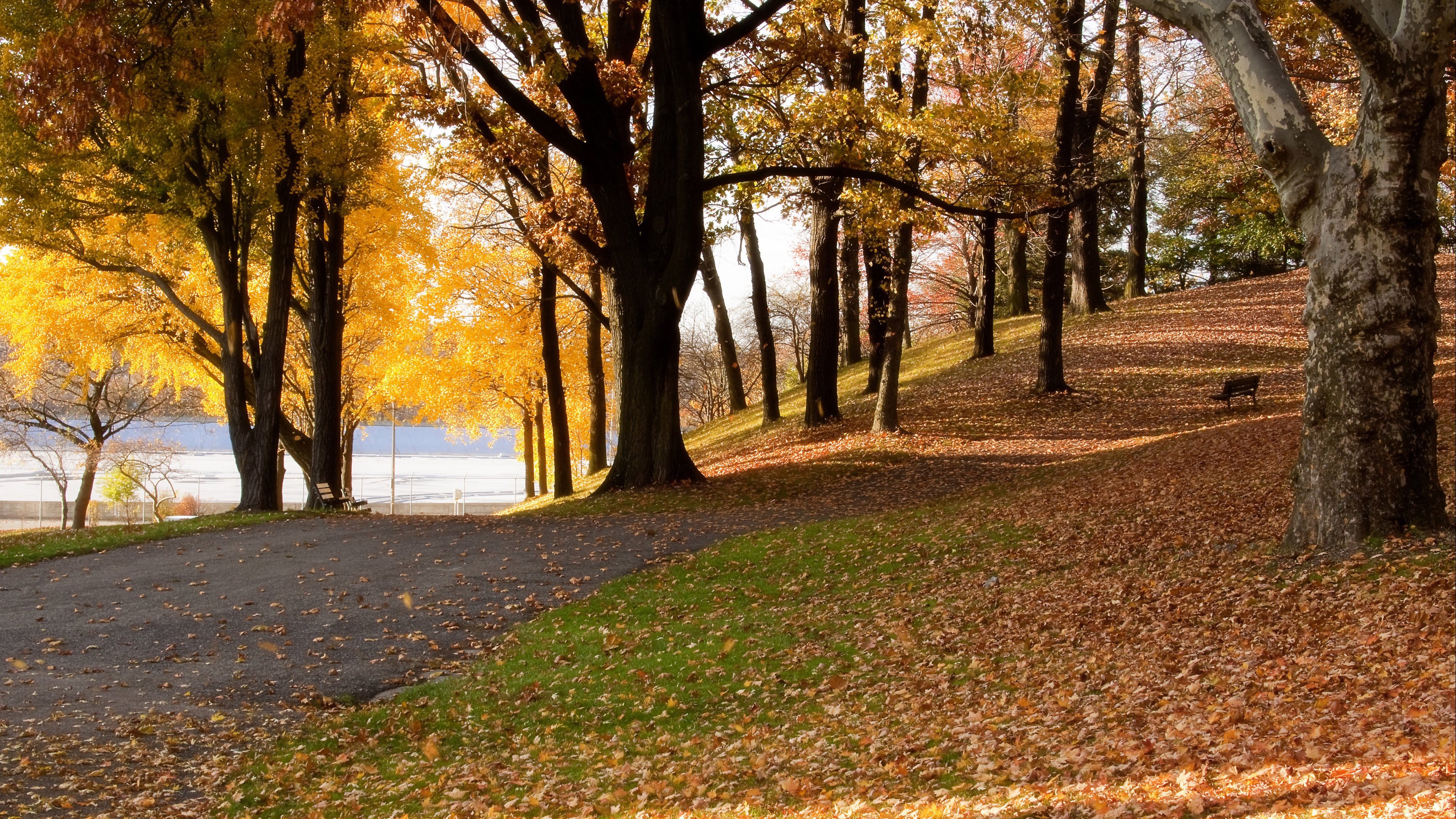 4K,风景,森林,秋景