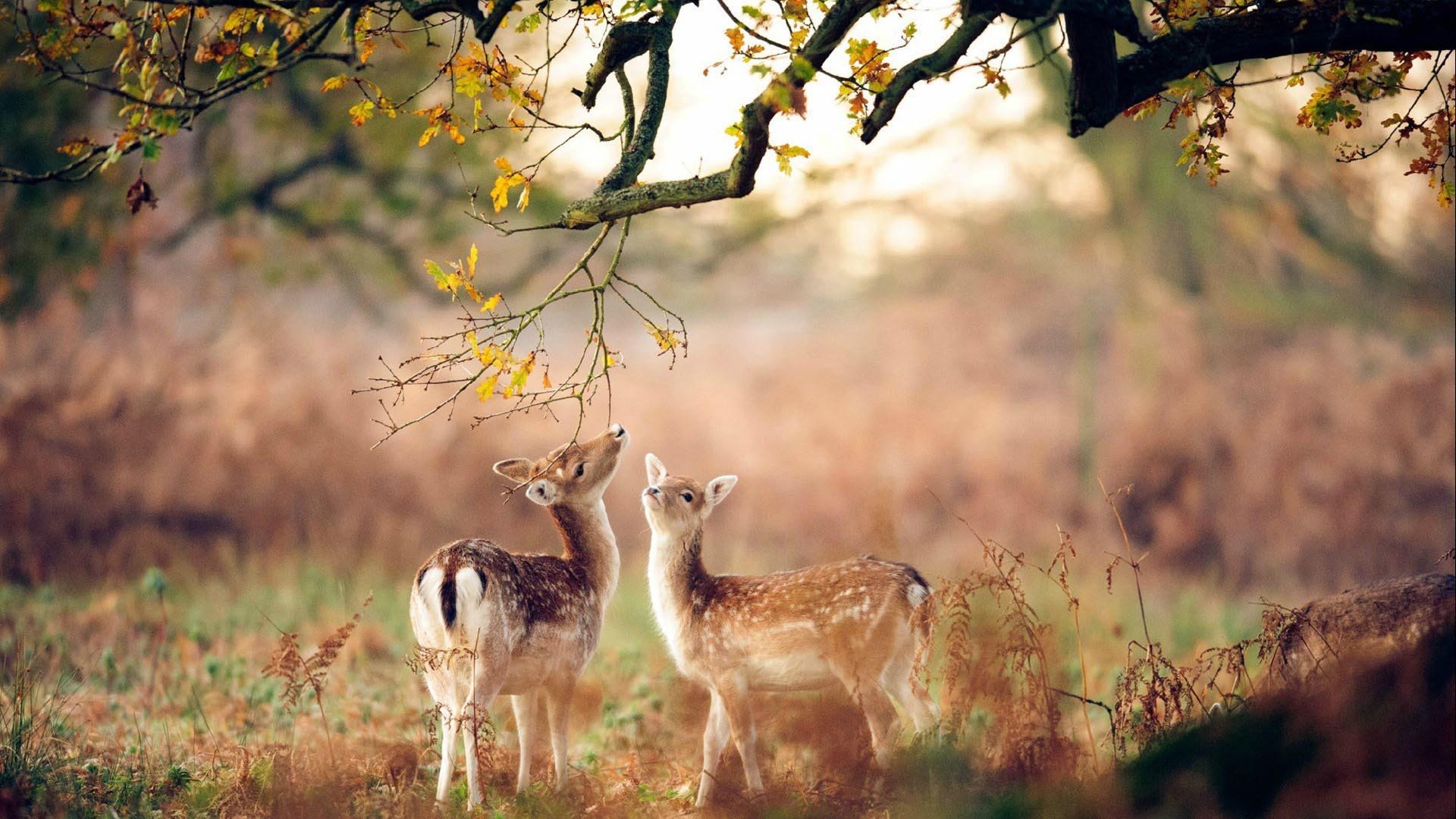 萌宠动物,梅花鹿,唯美