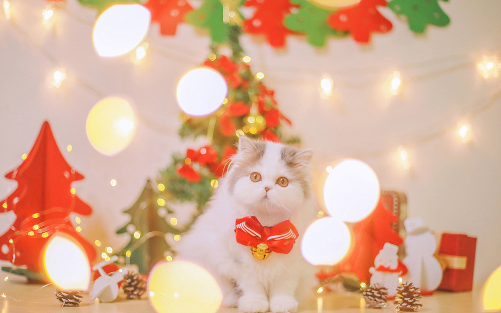 萌宠动物,喵星人