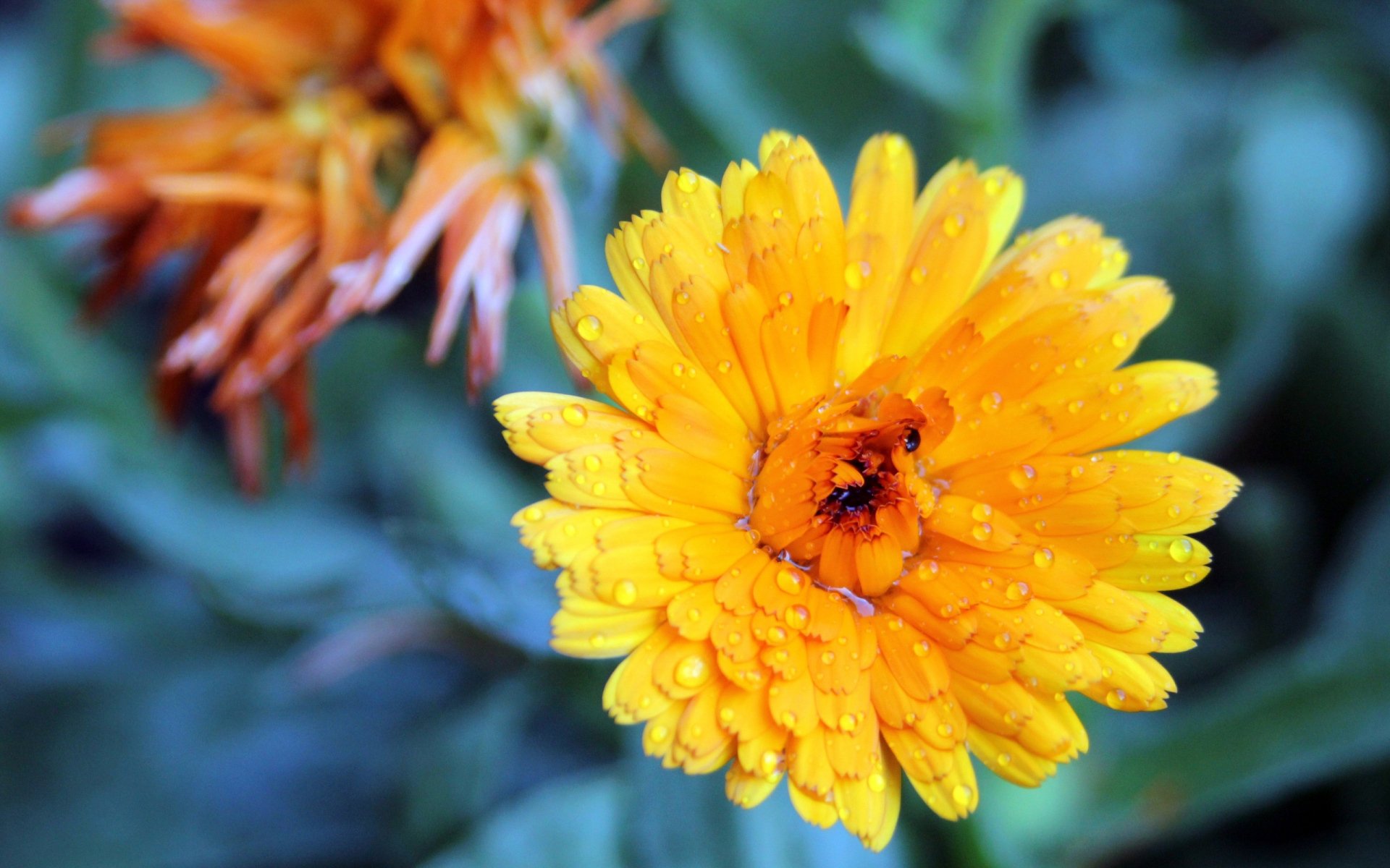 小清新,娇艳欲滴,花朵