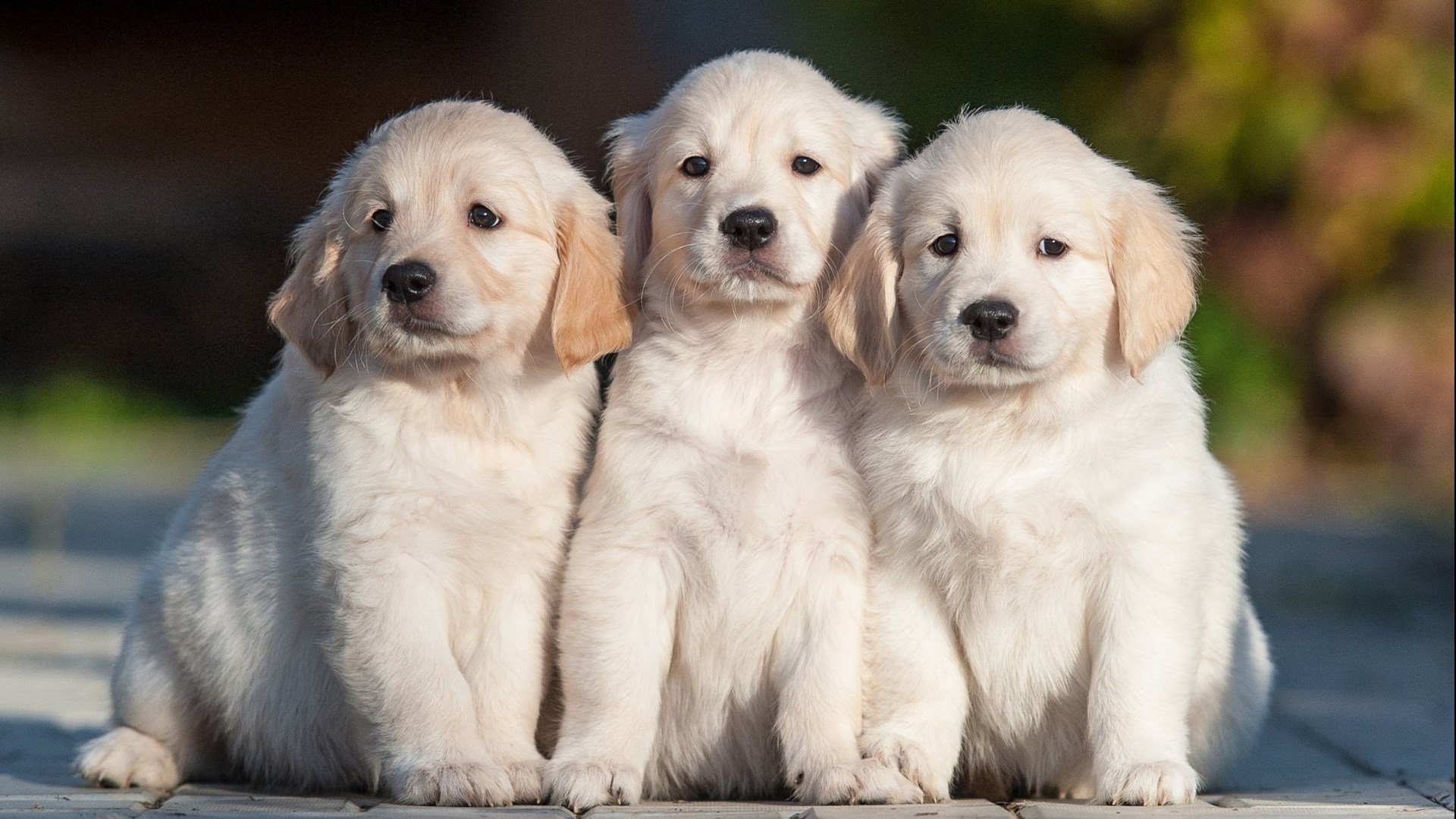 萌宠动物,汪星人,软萌