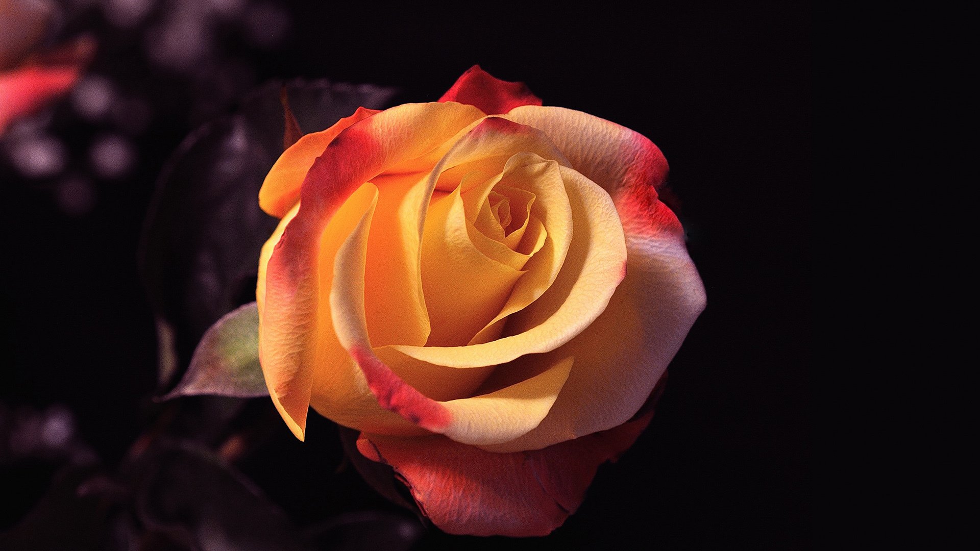 小清新,娇艳欲滴,玫瑰花