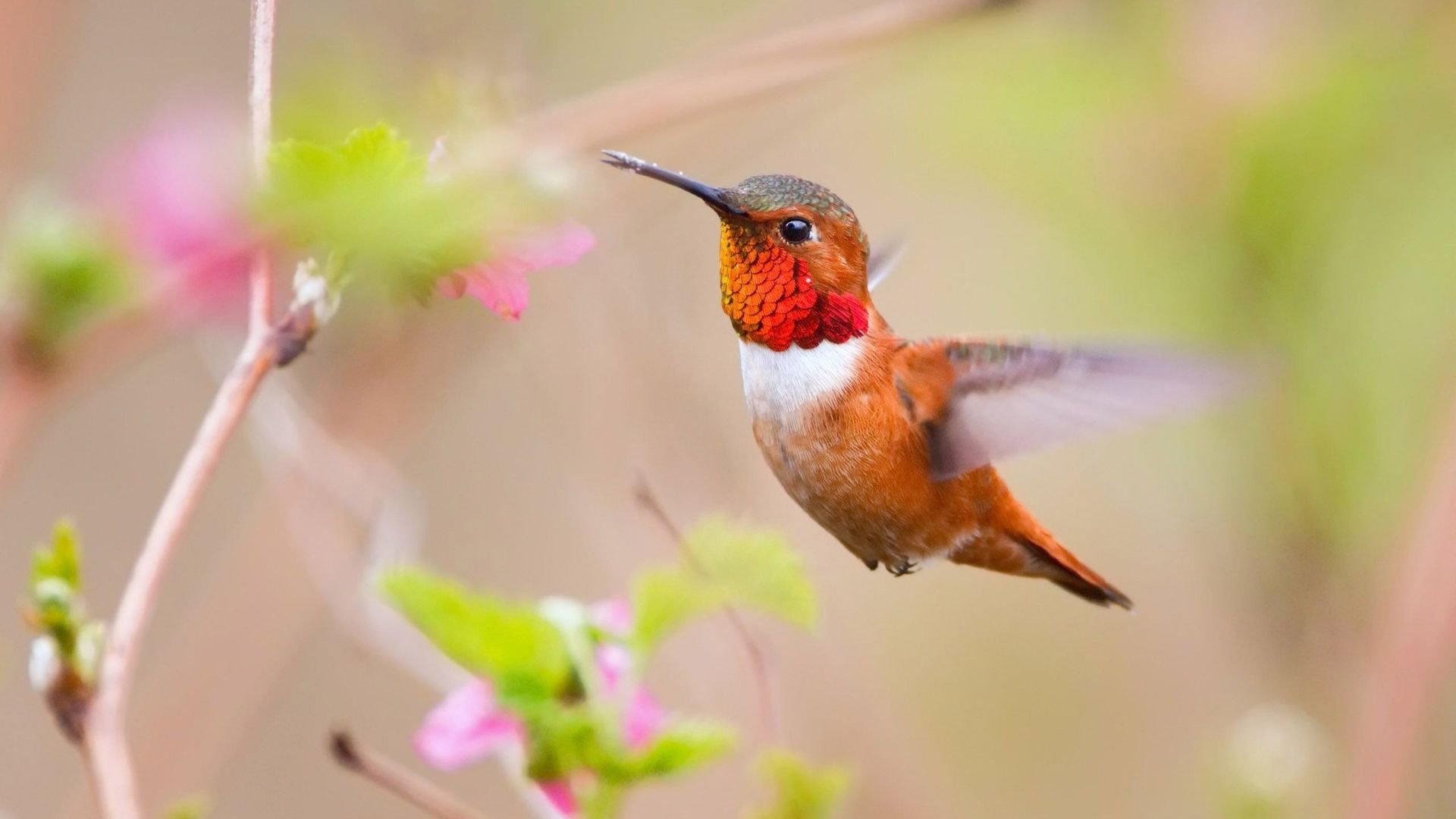 动物,鸟,蜂鸟,大自然