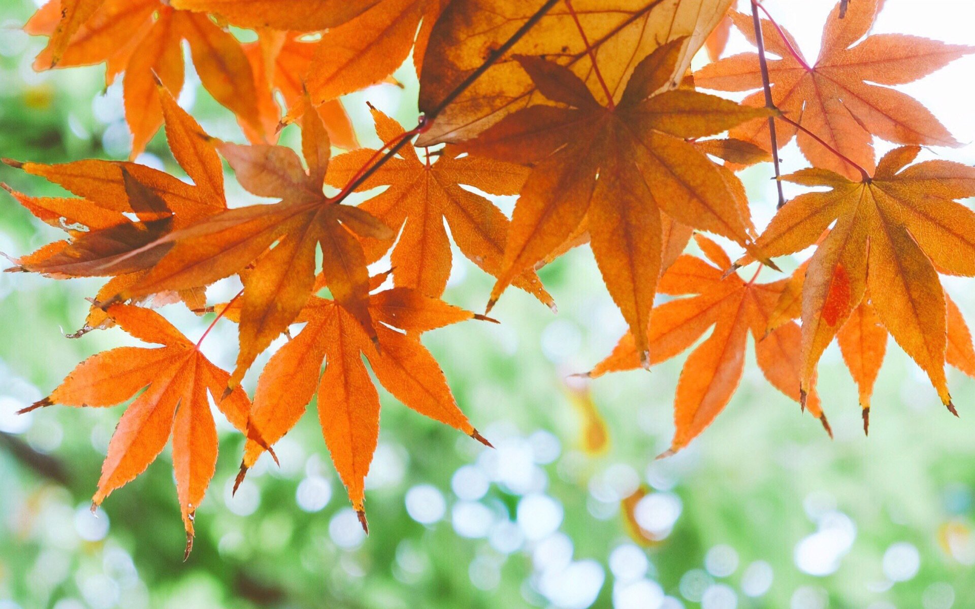 小清新,娇艳欲滴