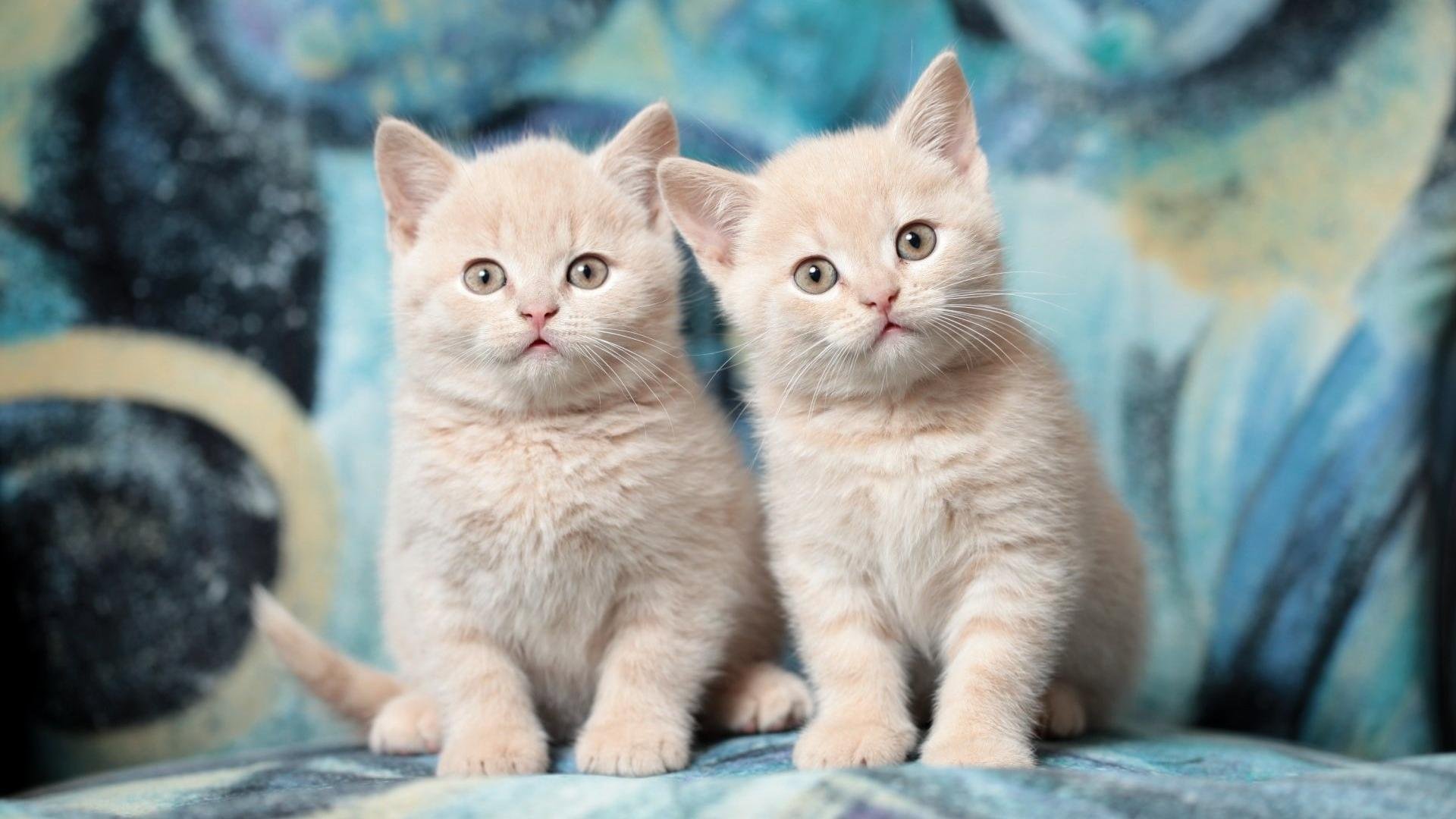 萌宠,喵星人,猫咪