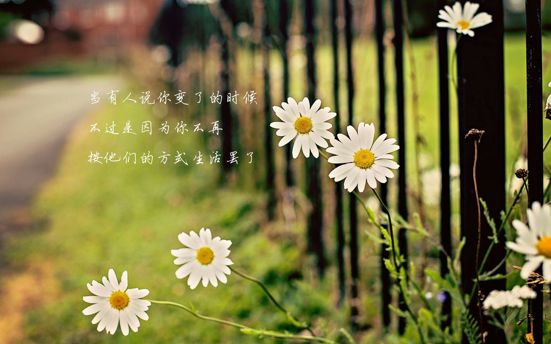 文字,唯美,花卉,雏菊