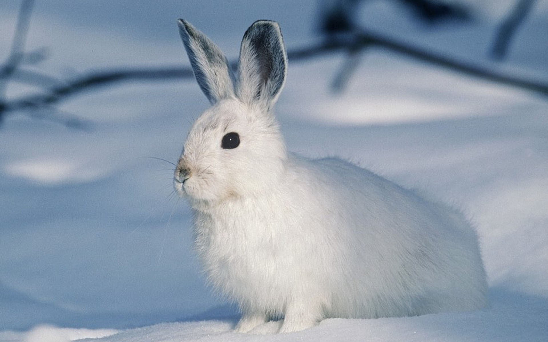 萌宠动物,古灵精怪,兔子