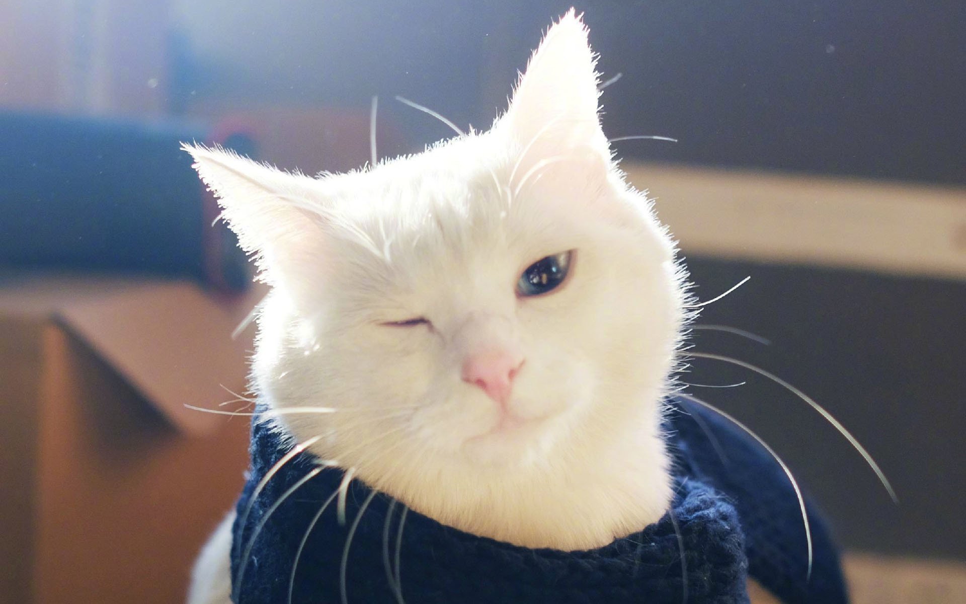 萌宠,动物,喵星人,猫,舔屏