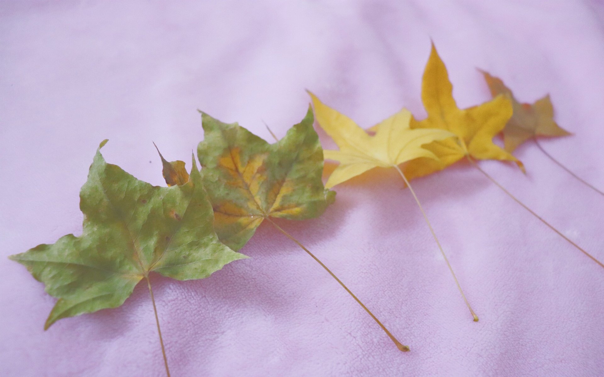 小清新,静物写真,树叶,枫叶