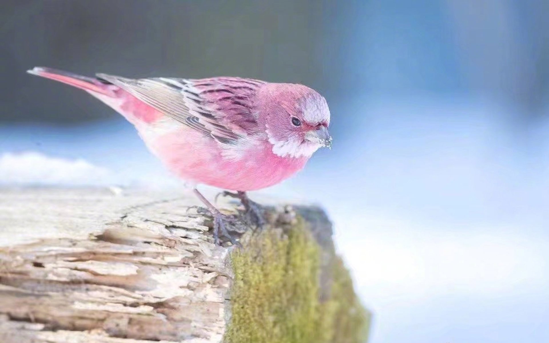 萌宠动物,古灵精怪,小鸟