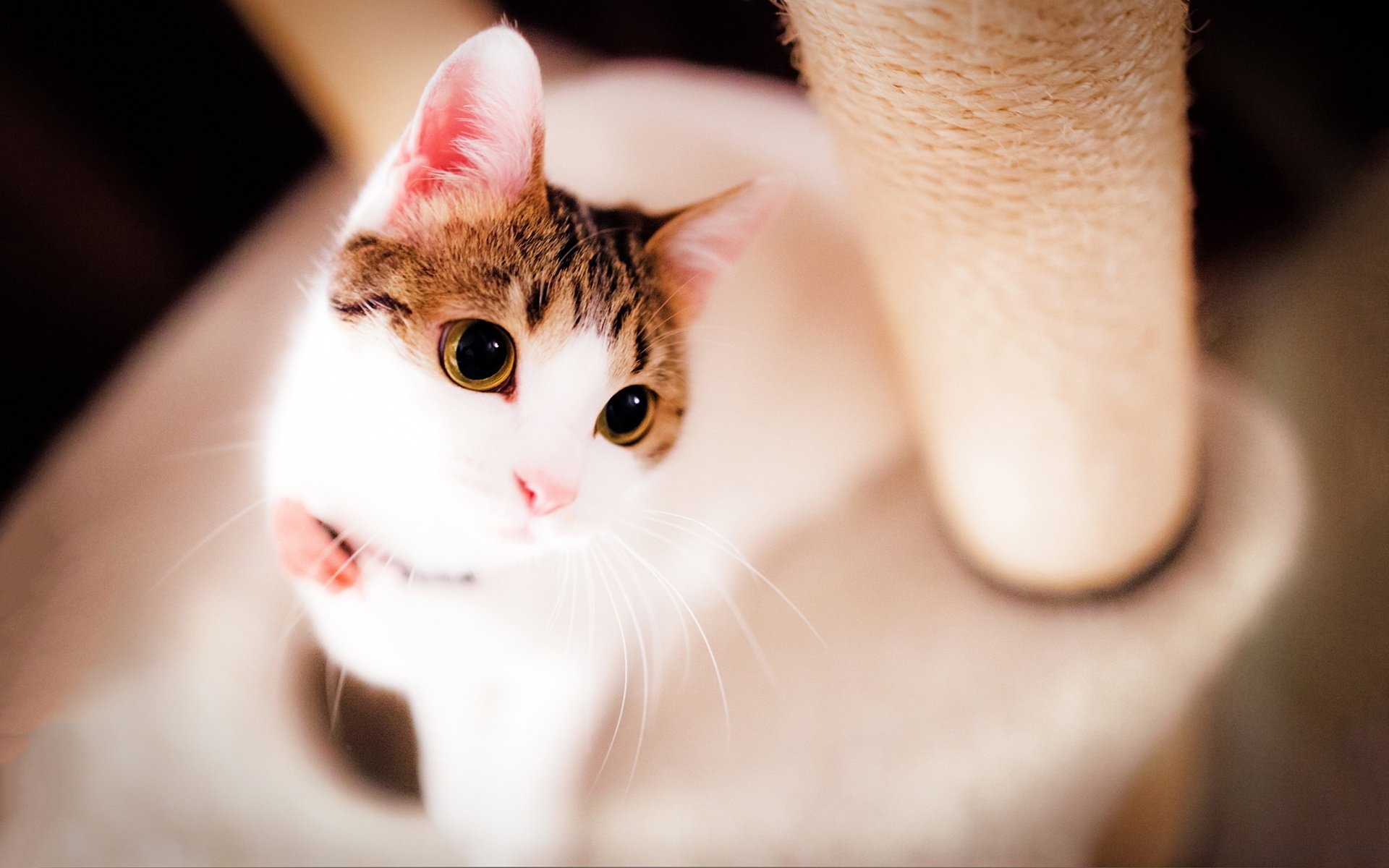 动物,萌宠,猫,喵星人