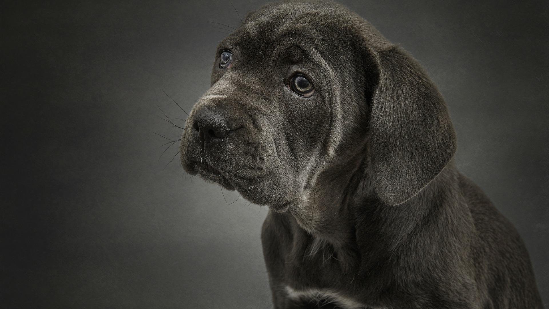 萌宠动物,汪星人