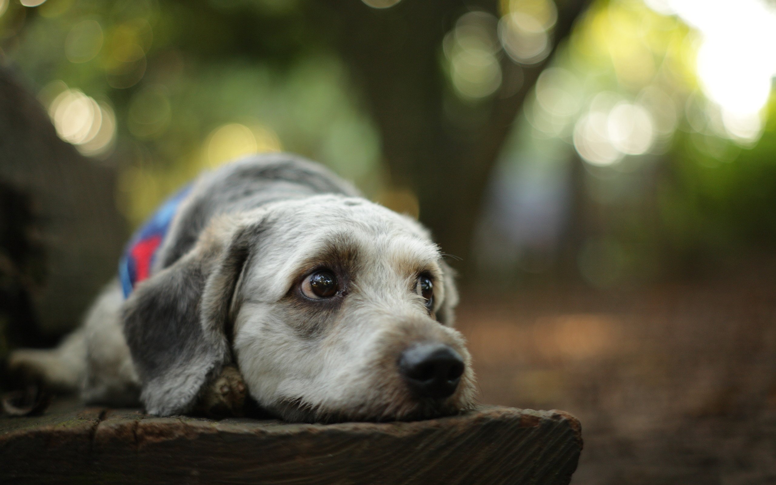 萌宠,动物,狗,汪星人