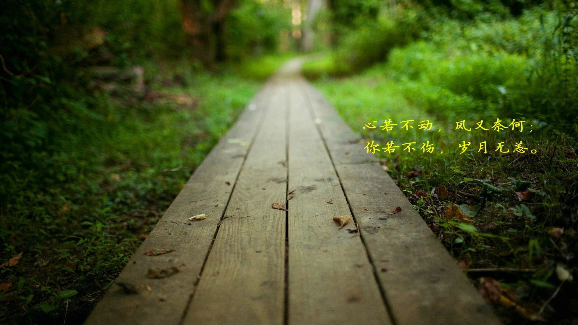 文字,花园,植物,岁月