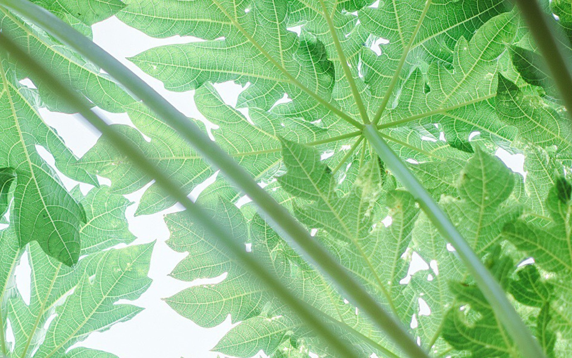 小清新,绿色,养眼