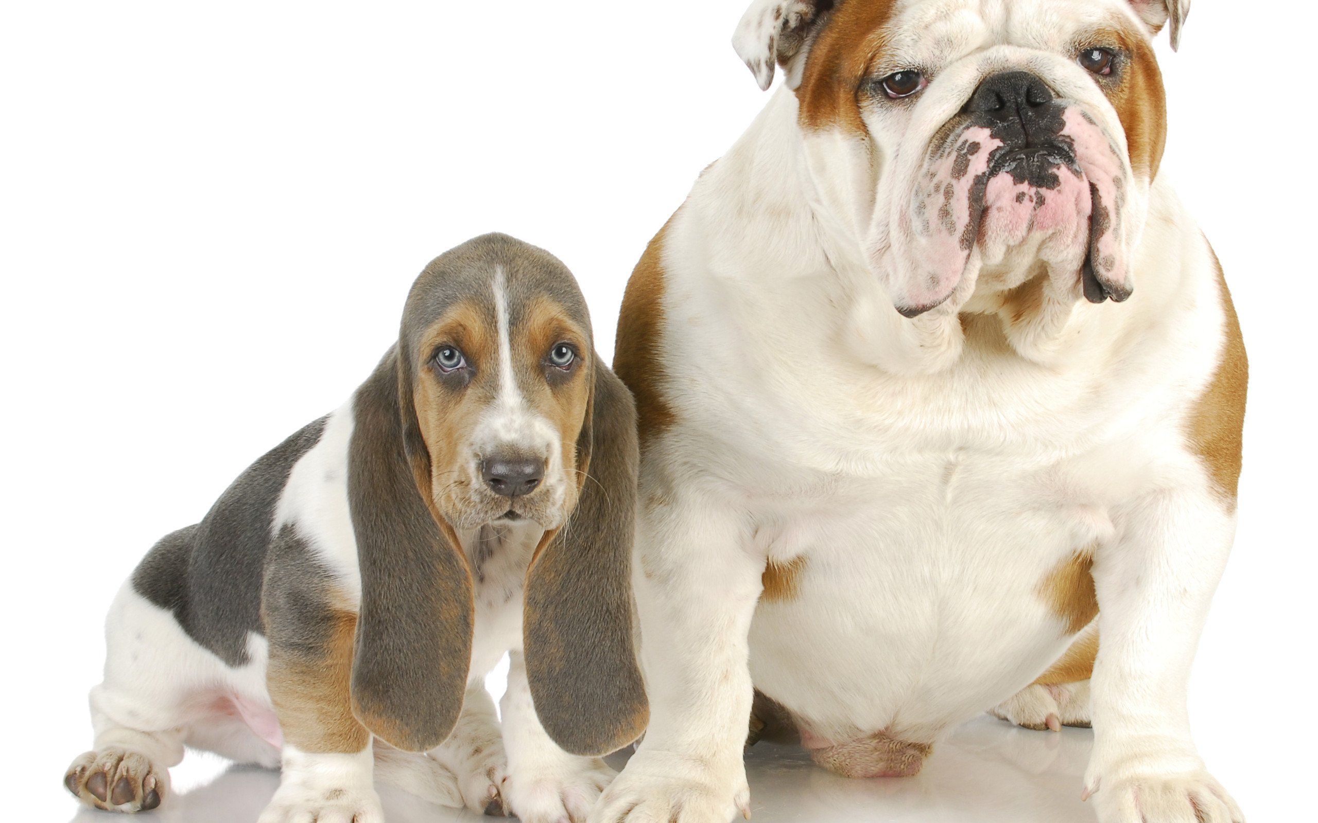 萌宠,动物,狗,汪星人