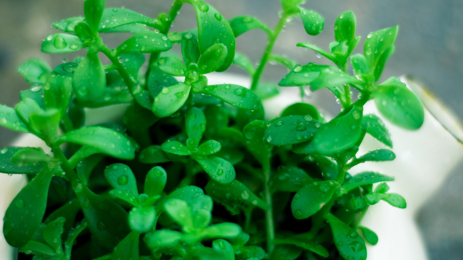 小清新,护眼壁纸