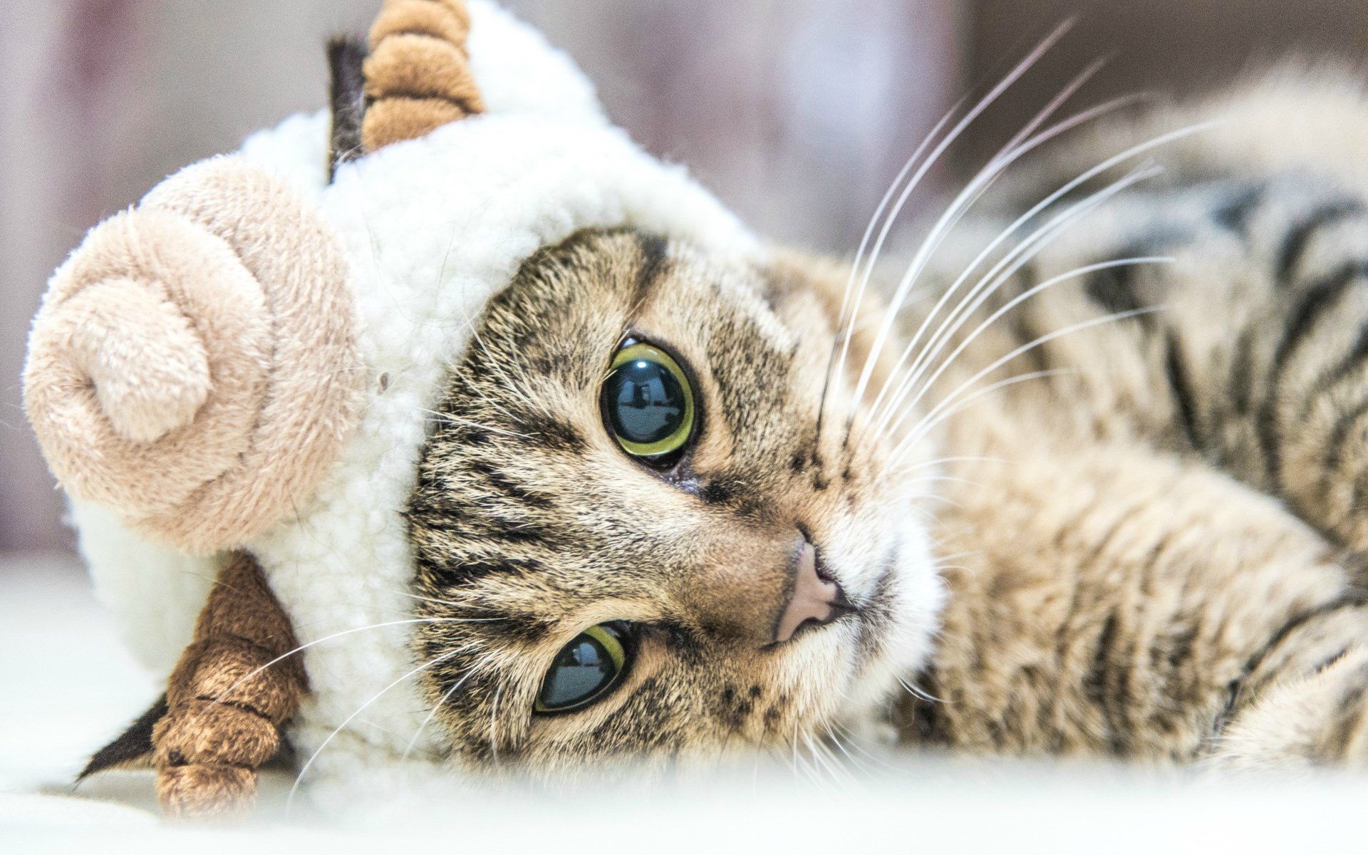 萌宠动物,喵星人