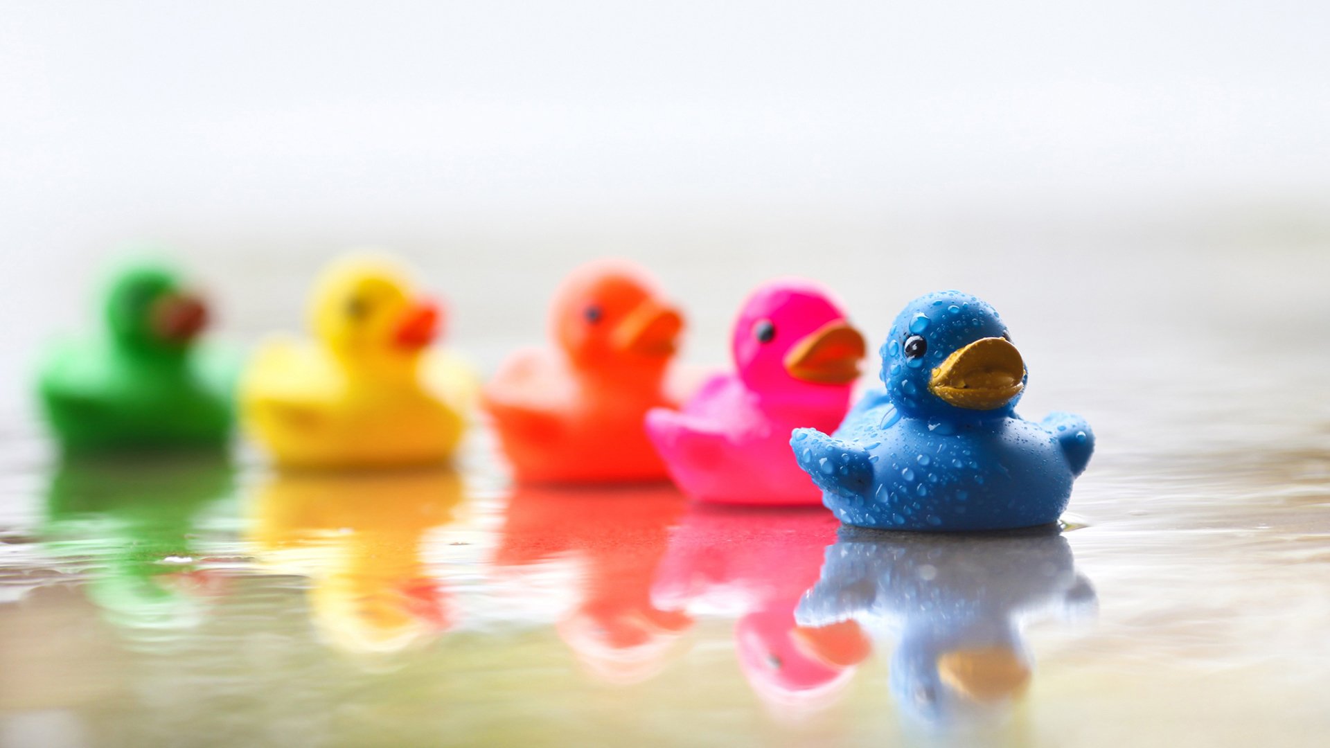 小清新,温馨一刻,鸭子